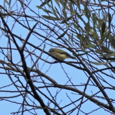 Smicrornis brevirostris (Weebill) at Gigerline Nature Reserve - 21 Jan 2020 by RodDeb