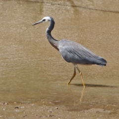 Egretta novaehollandiae (White-faced Heron) at Tennent, ACT - 21 Jan 2020 by RodDeb