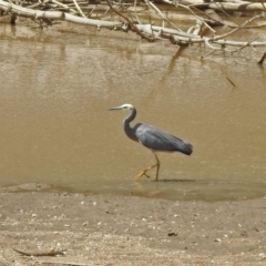 Egretta novaehollandiae at Tennent, ACT - 21 Jan 2020