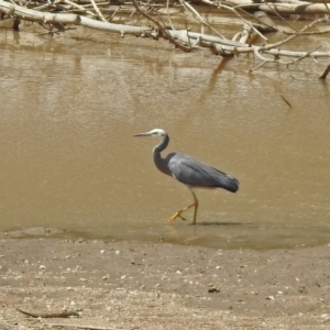 Egretta novaehollandiae at Tennent, ACT - 21 Jan 2020 02:39 PM