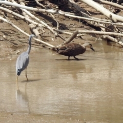 Egretta novaehollandiae at Tennent, ACT - 21 Jan 2020 02:39 PM