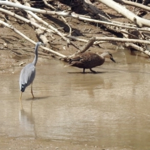 Egretta novaehollandiae at Tennent, ACT - 21 Jan 2020