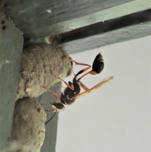 Sceliphron formosum at Cook, ACT - 23 Jan 2020