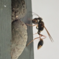 Sceliphron formosum at Cook, ACT - 23 Jan 2020