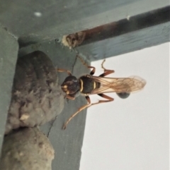 Sceliphron formosum at Cook, ACT - 23 Jan 2020