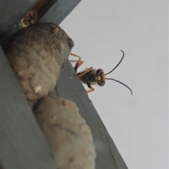 Sceliphron formosum at Cook, ACT - 23 Jan 2020