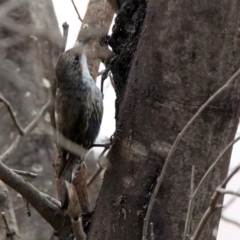 Cormobates leucophaea (White-throated Treecreeper) at Tennent, ACT - 21 Jan 2020 by RodDeb