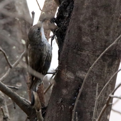 Cormobates leucophaea (White-throated Treecreeper) at Gigerline Nature Reserve - 21 Jan 2020 by RodDeb