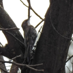 Cormobates leucophaea at Tennent, ACT - 21 Jan 2020