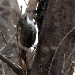 Cormobates leucophaea at Tennent, ACT - 21 Jan 2020