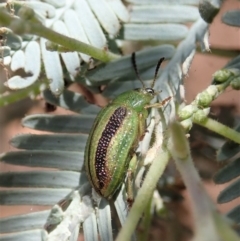 Calomela vittata (Acacia leaf beetle) at Mount Painter - 19 Jan 2020 by CathB