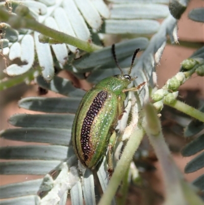 Calomela vittata (Acacia leaf beetle) at Mount Painter - 19 Jan 2020 by CathB