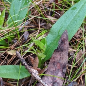 Chiloglottis cornuta at Buckenbowra, NSW - 17 Nov 2019