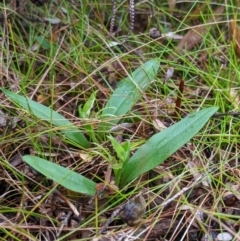 Chiloglottis cornuta at Buckenbowra, NSW - suppressed