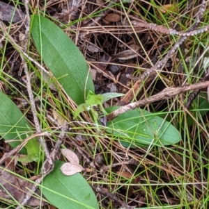 Chiloglottis cornuta at Buckenbowra, NSW - suppressed