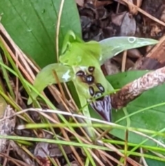 Chiloglottis cornuta at Buckenbowra, NSW - suppressed