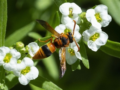 Anterhynchium nigrocinctum (A potter wasp) at Molonglo Valley, ACT - 21 Jan 2020 by WHall