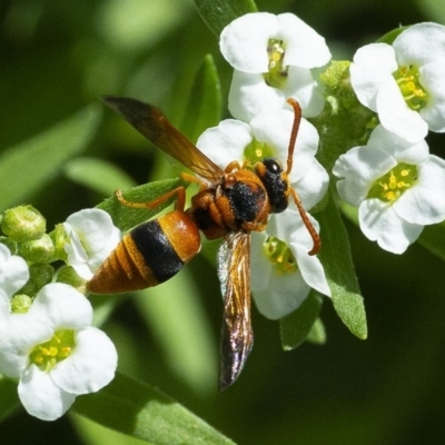 Anterhynchium nigrocinctum (Potter Wasp) at Molonglo Valley, ACT - 22 Jan 2020 by WHall