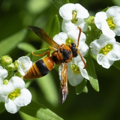 Anterhynchium nigrocinctum (A potter wasp) at Molonglo Valley, ACT - 22 Jan 2020 by WHall