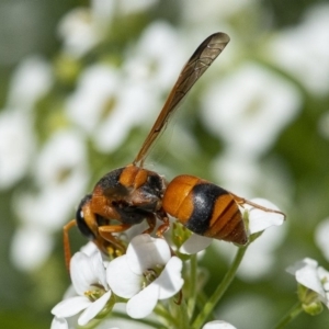 Anterhynchium nigrocinctum at Molonglo Valley, ACT - 22 Jan 2020