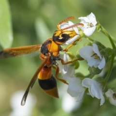 Anterhynchium nigrocinctum at Molonglo Valley, ACT - 22 Jan 2020