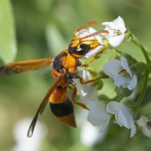 Anterhynchium nigrocinctum at Molonglo Valley, ACT - 22 Jan 2020