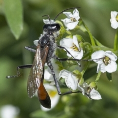 Podalonia tydei (Caterpillar-hunter wasp) at National Arboretum Forests - 21 Jan 2020 by WHall