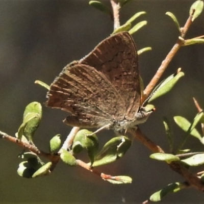 Paralucia pyrodiscus (Fiery Copper) at Theodore, ACT - 22 Jan 2020 by JohnBundock