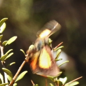 Paralucia pyrodiscus at Theodore, ACT - 22 Jan 2020