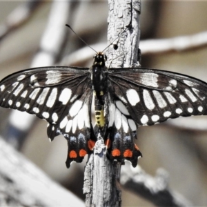 Papilio anactus at Theodore, ACT - 22 Jan 2020