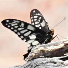 Papilio anactus at Theodore, ACT - 22 Jan 2020