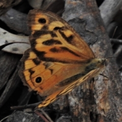 Heteronympha merope (Common Brown Butterfly) at Tuggeranong Hill - 22 Jan 2020 by JohnBundock