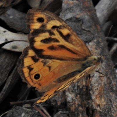 Heteronympha merope (Common Brown Butterfly) at Theodore, ACT - 22 Jan 2020 by JohnBundock