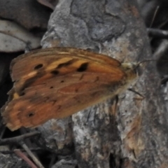 Heteronympha merope at Theodore, ACT - 22 Jan 2020