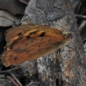 Heteronympha merope at Theodore, ACT - 22 Jan 2020 02:14 PM