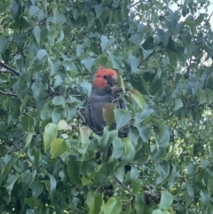 Callocephalon fimbriatum (Gang-gang Cockatoo) at Griffith, ACT - 22 Jan 2020 by AliSeow