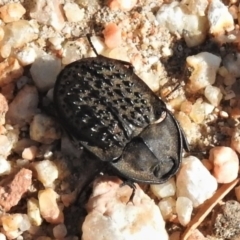 Helea ovata (Pie-dish beetle) at Fyshwick, ACT - 20 Jan 2020 by JohnBundock