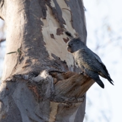 Callocephalon fimbriatum (Gang-gang Cockatoo) at ANBG - 20 Jan 2020 by robynkirrily