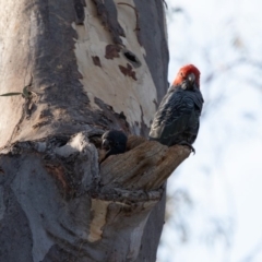 Callocephalon fimbriatum at Acton, ACT - suppressed