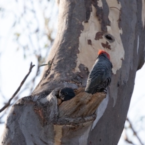 Callocephalon fimbriatum at Acton, ACT - suppressed