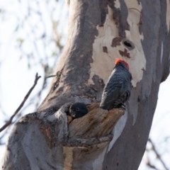 Callocephalon fimbriatum at Acton, ACT - 20 Jan 2020