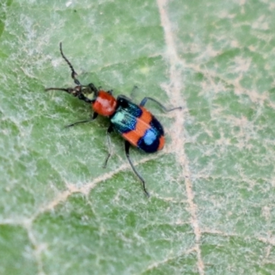 Dicranolaius bellulus (Red and Blue Pollen Beetle) at Holt, ACT - 12 Jan 2020 by AlisonMilton