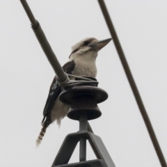 Dacelo novaeguineae (Laughing Kookaburra) at Higgins, ACT - 12 Jan 2020 by AlisonMilton