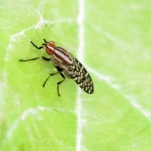 Lauxaniidae (family) at Holt, ACT - 12 Jan 2020