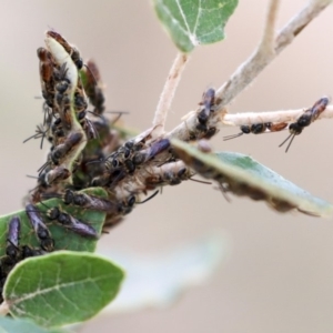 Lasioglossum (Homalictus) punctatum at Higgins, ACT - 12 Jan 2020 09:50 AM