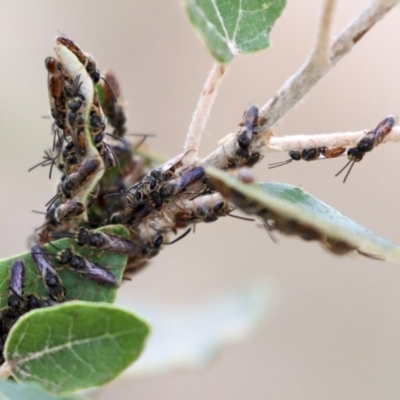 Lasioglossum (Homalictus) punctatum (A halictid bee) at Higgins, ACT - 12 Jan 2020 by AlisonMilton