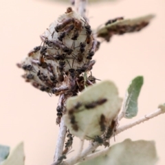 Lasioglossum (Homalictus) punctatum at Higgins, ACT - 12 Jan 2020 09:50 AM