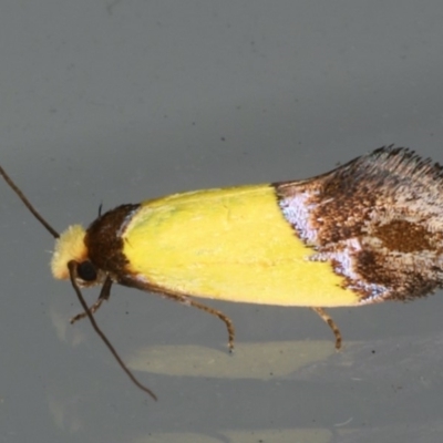 Edosa xystidophora (Tineid moth) at Lilli Pilli, NSW - 16 Jan 2020 by jb2602