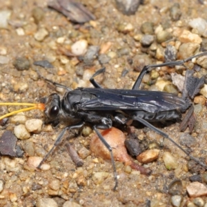 Fabriogenia sp. (genus) at Hackett, ACT - 19 Jan 2020 11:39 AM