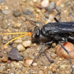 Fabriogenia sp. (genus) at Hackett, ACT - 19 Jan 2020 11:39 AM